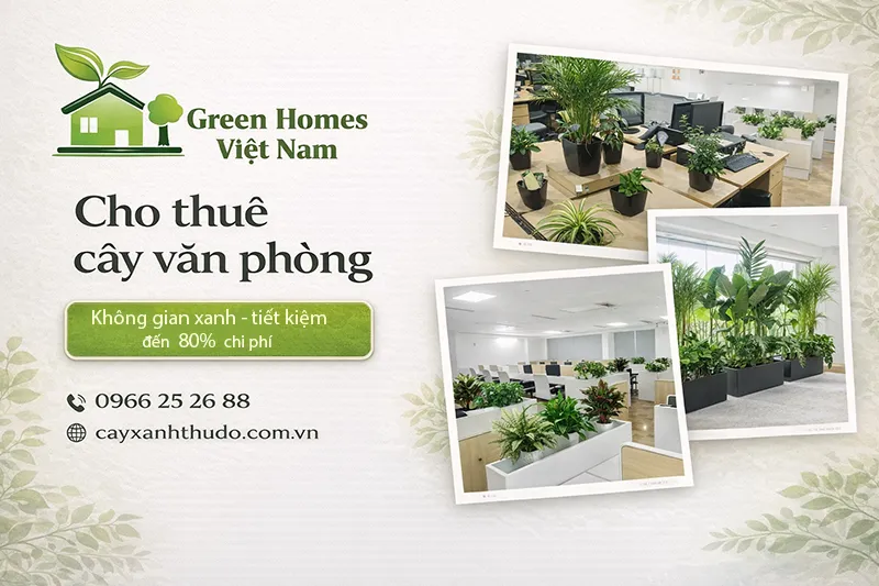 Thuê cây cảnh văn phòng - Tiết kiệm 80% chi phí